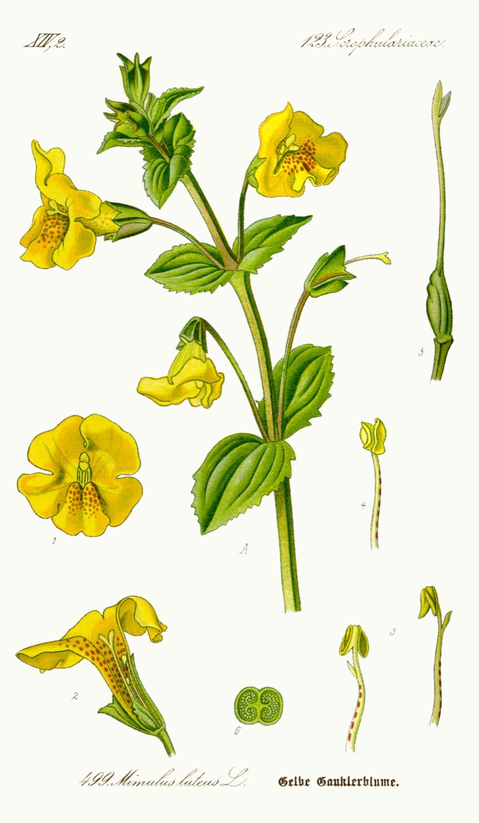Botanical plate of Mimulus, one of the 38 Bach flower remedies