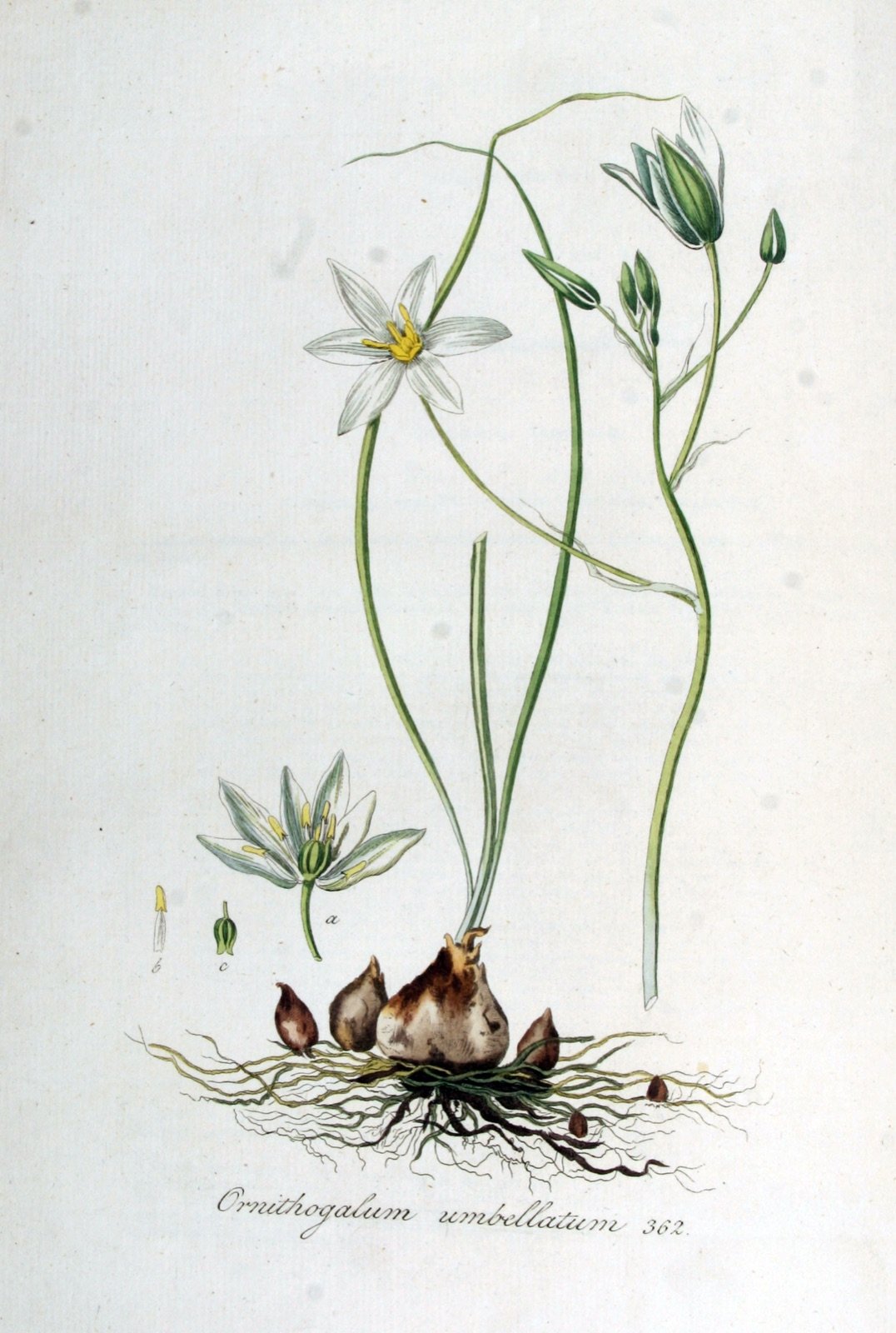 Botanical plate of Star of Bethlehem